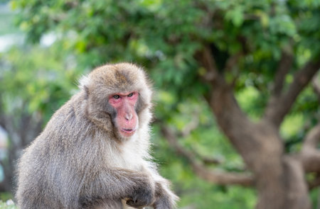 Portrait detail with Japanese macaque or snow monkey in Arashiyama Park, Kyoto.の写真素材