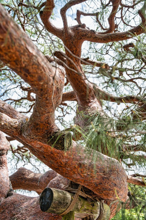 Close up detail with the branches of a old japanese red pine tree ( Pinus densiflora )の写真素材