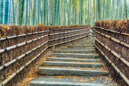 The Bamboo Forest at Adashino Nenbutsuji Temple, in Arashiyama Japanの写真素材