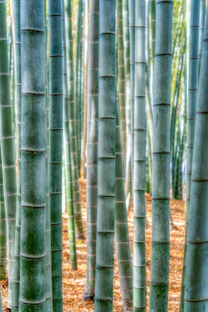 Bamboo trees background at Arashiyama Bamboo Forest in Kyoto.の写真素材