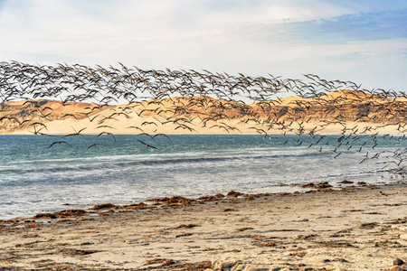 A large flock of black skimmers (Rynchops niger) flying over a remote beach in Paracas National Reserve, Peruの写真素材