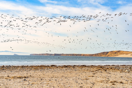 A large flock of black skimmers (Rynchops niger) flying over a remote beach in Paracas National Reserve, Peruの写真素材