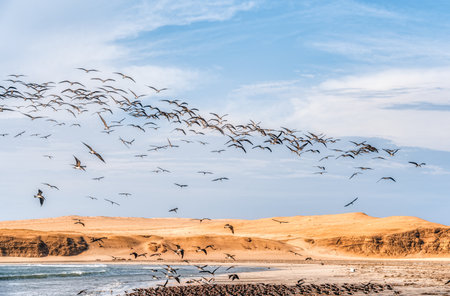 A large flock of black skimmers (Rynchops niger) flying over a remote beach in Paracas National Reserve, Peruの写真素材