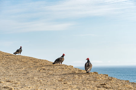 Turkey Vultures (Cathartes aura) on the cliffs at Paracas National Reserve, Peru.の写真素材