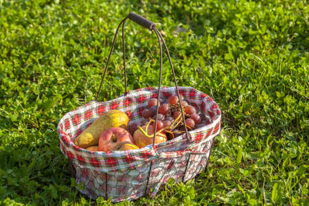 Old picnic basket with fruits on the green grassの写真素材