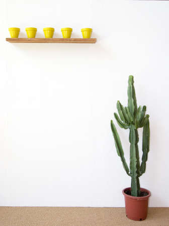 little yellow pots and a huge cactus by a white wallの写真素材