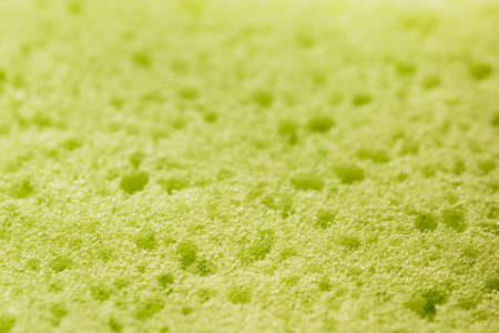 acid green sponge detailの写真素材