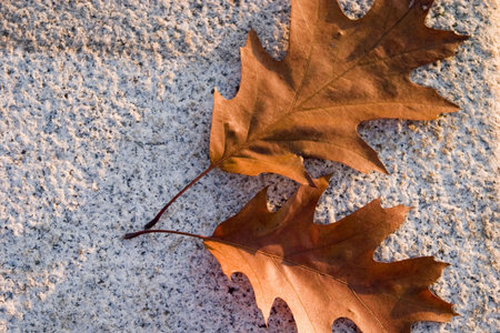 leaves on a stone benchの写真素材