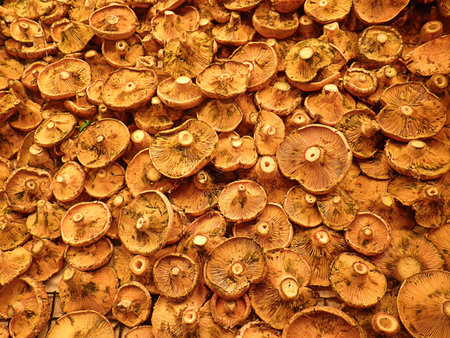 mushrooms     