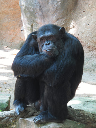 monkey