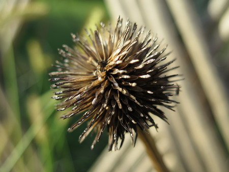 seed close upの写真素材
