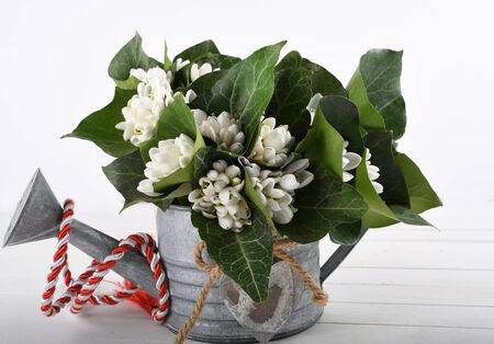 Spring time flowers like snowdrops, isolated on colorful simple flay lay background, spring symbol and traditional romanian, festive on 1st of marchの写真素材