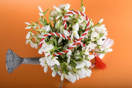 Spring time flowers like snowdrops, isolated on colorful simple flay lay background, spring symbol and traditional romanian, festive on 1st of marchの写真素材
