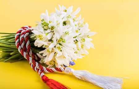 Spring time flowers like snowdrops, isolated on colorful simple flay lay background, spring symbol and traditional romanian, festive on 1st of marchの写真素材
