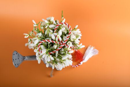 Spring time flowers like snowdrops, isolated on colorful simple flay lay background, spring symbol and traditional romanian, festive on 1st of marchの写真素材