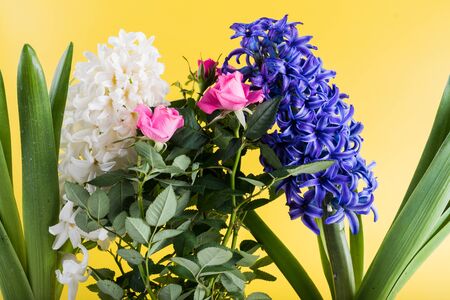 Spring time flowers like snowdrops, isolated on colorful simple flay lay background, spring symbol and traditional romanian, festive on 1st of marchの写真素材