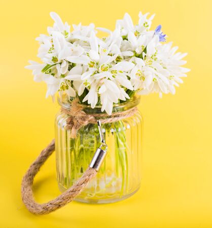 Spring time flowers like snowdrops, isolated on colorful simple flay lay background, spring symbol and traditional romanian, festive on 1st of marchの写真素材