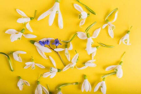 Spring time flowers like snowdrops, isolated on colorful simple flay lay background, spring symbol and traditional romanian, festive on 1st of marchの写真素材