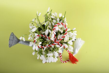 Spring time flowers like snowdrops, isolated on colorful simple flay lay background, spring symbol and traditional romanian, festive on 1st of marchの写真素材