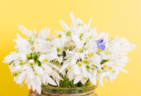 Spring time flowers like snowdrops, hyacinth and roses, isolated on yellow simple background, spring symbol and traditional romanian festive on 1st of marchの写真素材