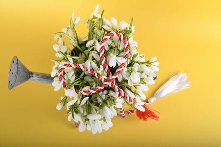 Spring time flowers like snowdrops, isolated on colorful simple flay lay background, spring symbol and traditional romanian, festive on 1st of marchの写真素材