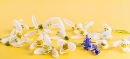 Spring time flowers like snowdrops, isolated on colorful simple flay lay background, spring symbol and traditional romanian, festive on 1st of marchの写真素材
