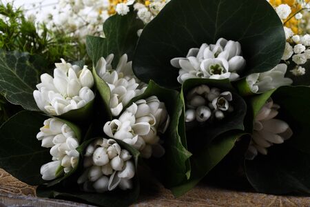 Spring time flowers like snowdrops, isolated on colorful simple flay lay background, spring symbol and traditional romanian, festive on 1st of marchの写真素材