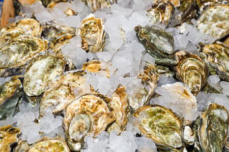 Oyster is the common name for a number of different families of salt-water bivalve molluscs that live in marine or brackish habitats. In some species, the valves are highly calcifiedの写真素材