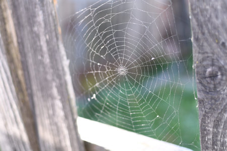 A spider web on a fence at the country side. Green grass in the background, rural setting. No...