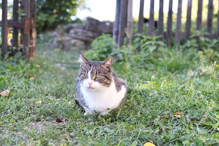 A domestic cat looking on the side, sitting on the green grass, on the country side. Rural backgroundの写真素材