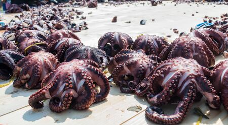 Octopus small chopped bites, street food festival. Seafood festival. Live cooking session contest. Fresh Food Buffet Brunch Catering Dining Eating Party Sharing Concept. Finely chopped octopus tentaclの写真素材
