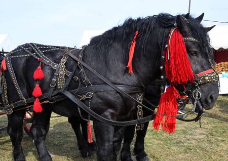 Black mountain horses with red decorations, during country fairの写真素材