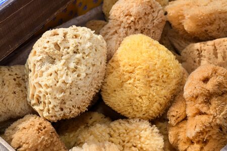 Natural sponge.Natural sea sponges for cleaning and washing closeup.Spa and Wellness- anti-cellulitis spa massage brush, sponge, towel and soap.Sea sponges for sale at a marketの写真素材