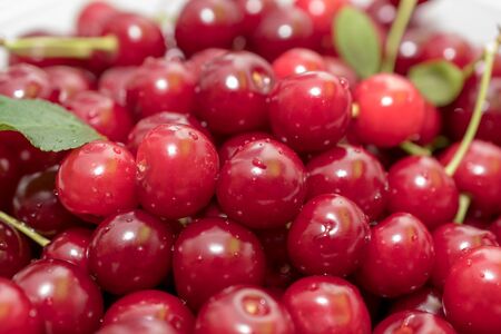 Fresh picked harvested sour cherries in a white bowl on a kitchen table. Macro and closeup shot with water droplets, bright intense red colored, full of vitamin c and nutrient dens fruit.の写真素材
