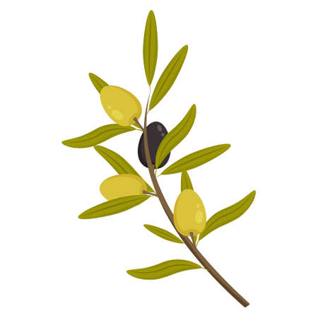 Vector olive branch with leaves, green and black fruits isolated on a white background. Botanical illustration for label cosmetics, kitchen and medical production.のイラスト素材