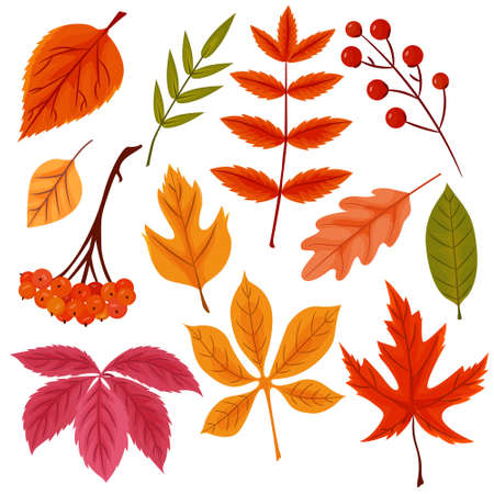 Collection of different autumn leaves. Vector cartoon foliage for fall design isolated on a white background.のイラスト素材