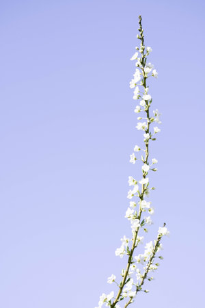 Spring blossoms on branches, clear sky backgroundの写真素材