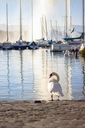 A swan on Geneva's lake surrounded by boatsの写真素材