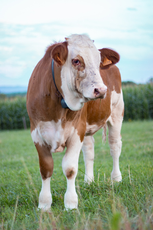 A white and brown cow in the field on a sunny day looking at the horizon and the blue skyのeditorial素材
