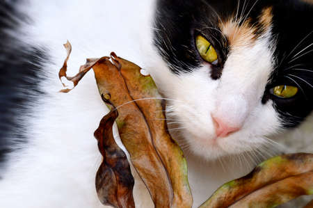 cat face looking through leavesの写真素材