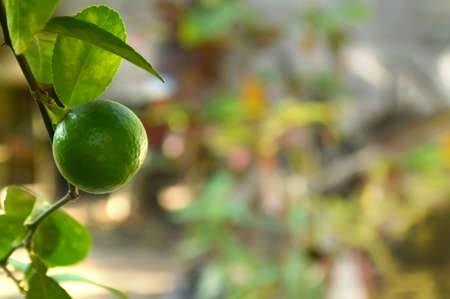 lime with leavesの写真素材