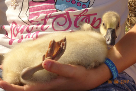 duckling in the arms of a little girlの写真素材