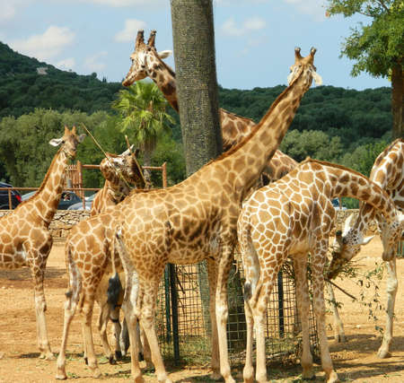giraffes in the zooの写真素材