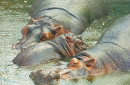 family of hipposの写真素材