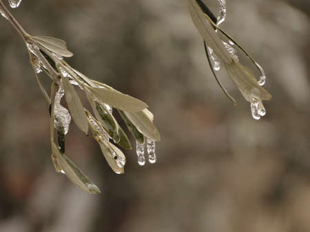 ice on leavesの写真素材