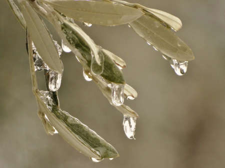 drops on olive leavesの写真素材