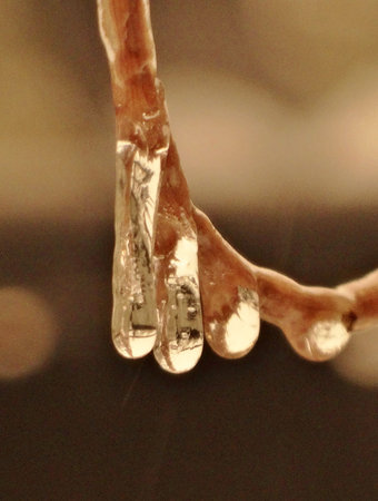 icy dropsの写真素材