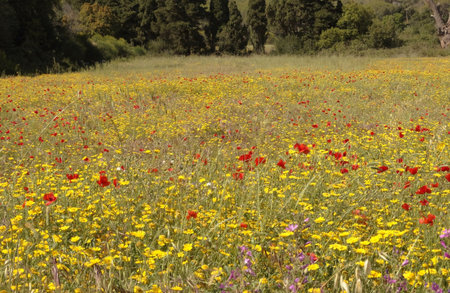 flowery fieldの写真素材
