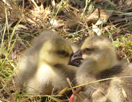 ducklings in the grassの写真素材