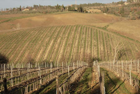 vineyards in Chiantiの写真素材